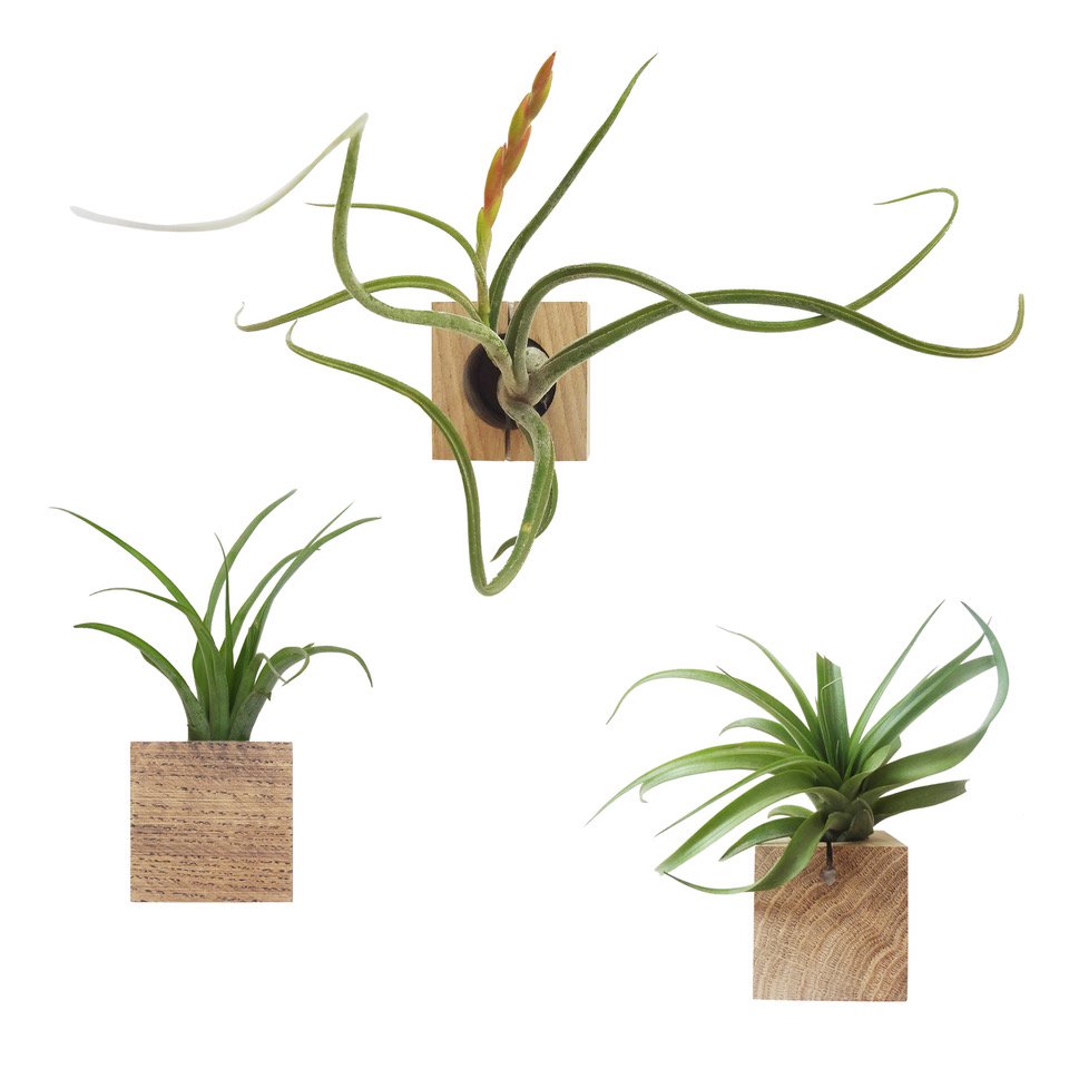 Kubus designhouder eikenhout set van 3 (inclusief luchtplantjes) – Minimalistische en uniek