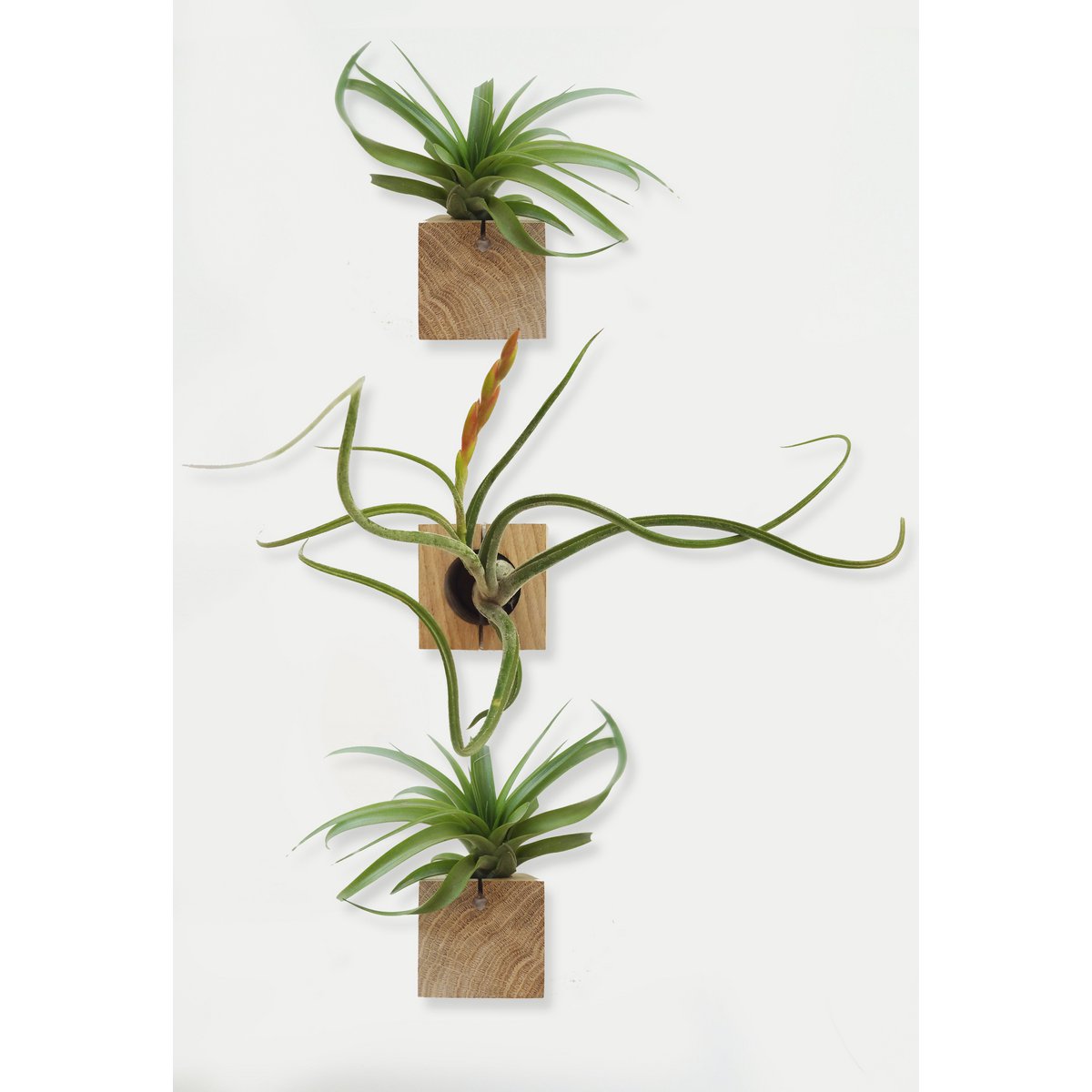 Kubus designhouder eikenhout set van 3 (inclusief luchtplantjes) – Minimalistische en uniek
