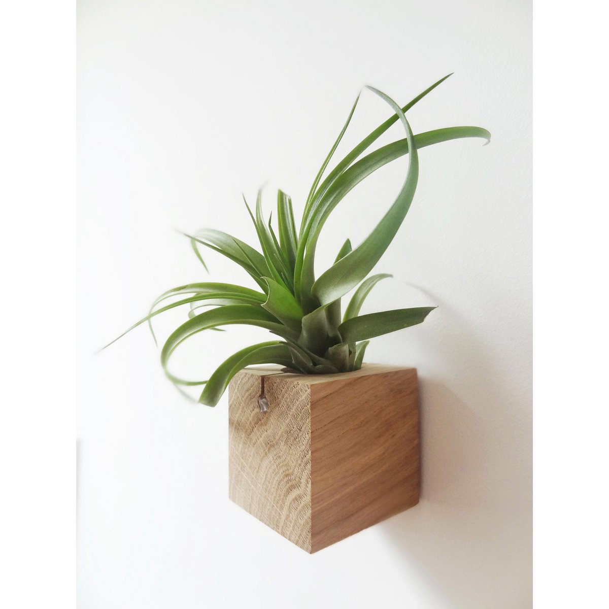 Kubus designhouder eikenhout set van 3 (inclusief luchtplantjes) – Minimalistische en uniek